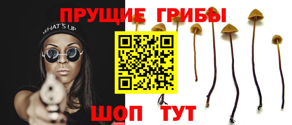 Псилоцибиновые грибы Cubensis Партизанск